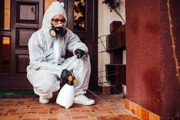 Attic and Crawl Space Rodent Treatment in Los Ranchos