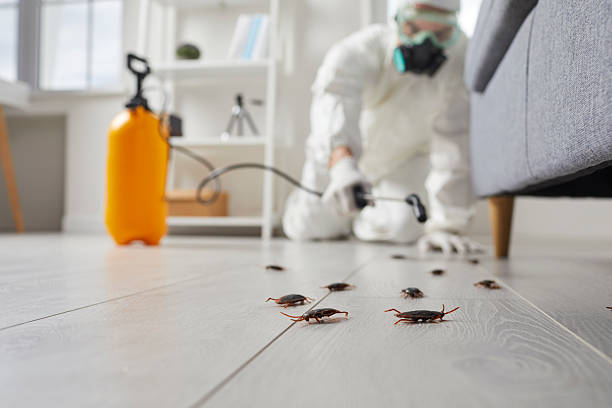 Commercial Rodent Management in Los Ranchos